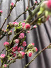 【春枝花】桃花  粉色  扎 商品缩略图3