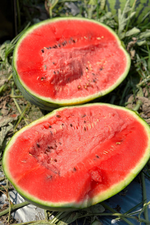 赶在夏天第一口！【4K战神西瓜】瓜肉粉红 纤维少 甜度高 水分足 唇齿生津 超过瘾！ 商品图3