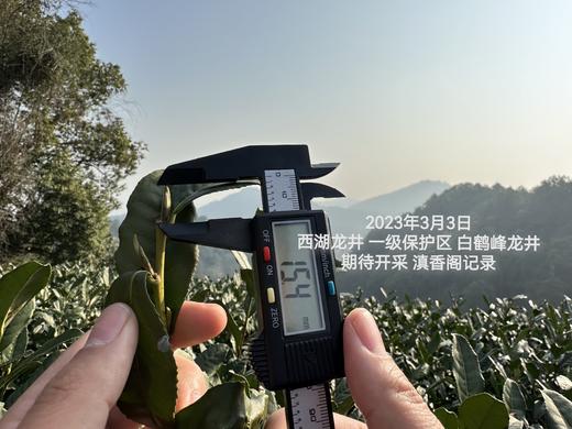 狮峰龙井 上满觉陇白鹤峰一级保护区 50克装 2026年头采 半手工 商品图6