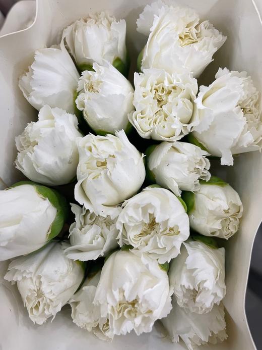 【国产康乃馨】（纯白色）18-20枝/扎 商品图2