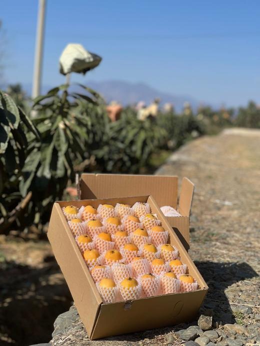 【云燕优品】正宗攀枝花早钟甜枇杷❗️3斤/5斤装顺丰包邮 商品图4