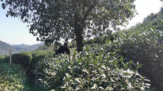 狮峰龙井 上满觉陇白鹤峰一级保护区 50克装 2026年头采 半手工 商品图5