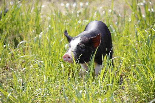 黑猪肉｜独立满150元包邮｜周二发 商品图7