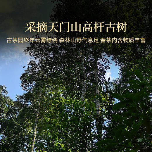 双陈普洱2022年天门山古树春茶普洱生茶茶叶 商品图1