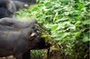 黑猪肉｜独立满150元包邮｜周二发 商品缩略图2