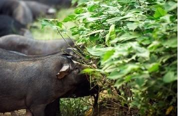 黑猪肉｜独立满150元包邮｜周二发 商品图2