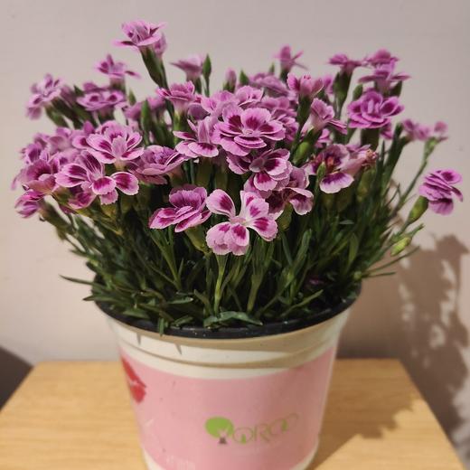 【绿植】初吻 商品图0