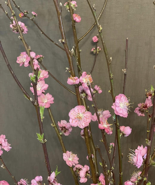 【春枝花】桃花  粉色  扎 商品图2