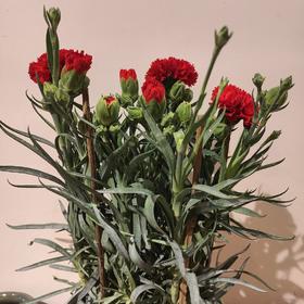 【绿植】康乃馨