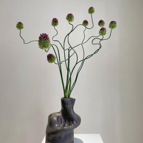 国产花材-【弯葱】