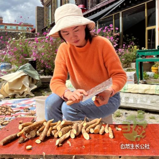野生高原党参 | 合作农友生产，产自四川甘孜雪山高原，生产者：李建程 &【公平贸易农人定价】 商品图2
