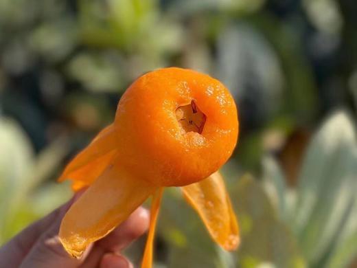 【云燕优品】正宗攀枝花早钟甜枇杷❗️3斤/5斤装顺丰包邮 商品图3