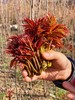 春季限定！陕西秦岭【野生红油香椿】新鲜头茬 细嫩少渣 多汁味甜 香气浓郁 椿中上品！~ 商品缩略图3
