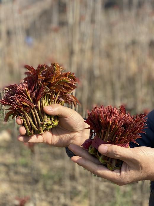春季限定！陕西秦岭【野生红油香椿】新鲜头茬 细嫩少渣 多汁味甜 香气浓郁 椿中上品！~ 商品图5