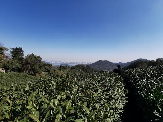 狮峰龙井 上满觉陇白鹤峰一级保护区 50克装 2026年头采 半手工 商品图11