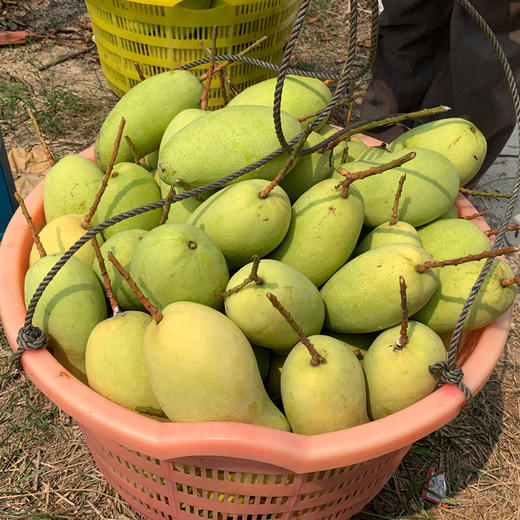 【YQ严选】广西百色 品质金煌芒 甜心芒 当季甜心芒果新鲜上市 商品图3