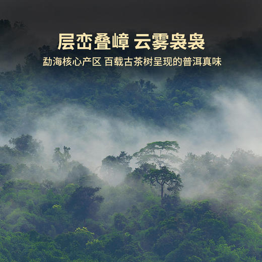 2022年蓝印圆茶生茶357g饼茶 商品图1