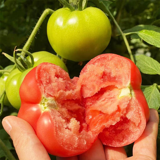 【够鲜！够嫩！够酸甜！】绿行者普罗旺斯西红柿番茄 3斤/5斤装  酸爽可口解腻 皮薄沙瓤多汁 商品图13
