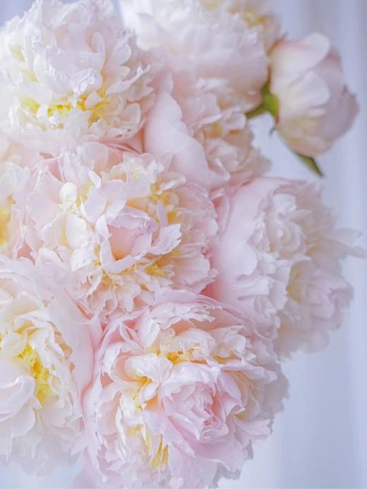 【预售！4.20起陆续发货】2026简小姐芍药季精选套餐【我扎根生长，也自然流淌 】 商品图4