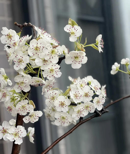 【春枝花】梨花  白色  约2枝/扎 商品图4
