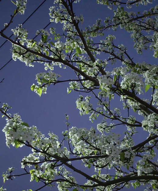 【春枝花】梨花  白色  约2枝/扎 商品图1