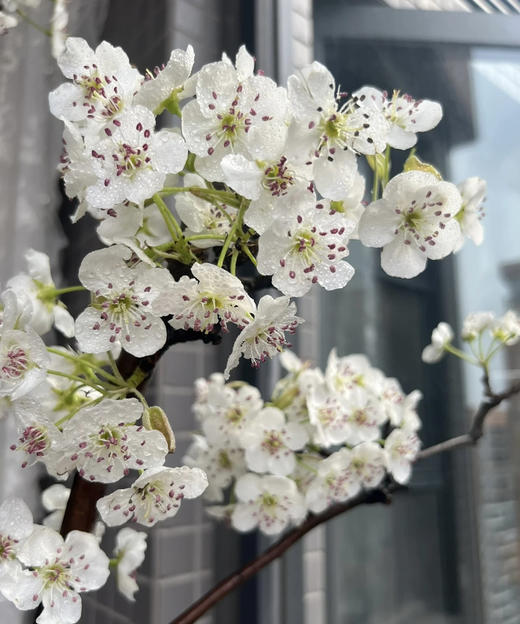 【春枝花】梨花  白色  约2枝/扎 商品图3