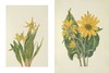 北美洲野生花卉：Mary Vaux Walcott植物水彩插画 英文原版 Wild Flowers of North America 英文原版艺术作品集画册画集 商品缩略图2