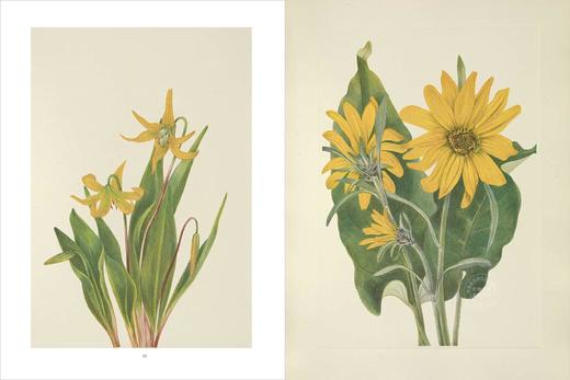 北美洲野生花卉：Mary Vaux Walcott植物水彩插画 英文原版 Wild Flowers of North America 英文原版艺术作品集画册画集 商品图2