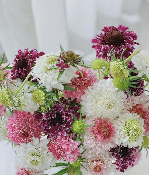 【草莓琥珀】 松虫草  多色可选 商品图2