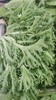 【新开园福利】有机苦菊 商品缩略图2
