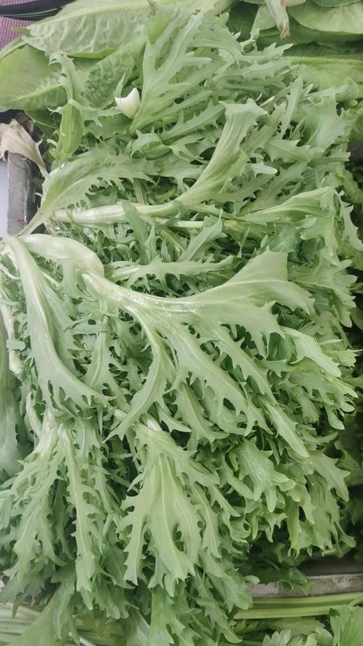 【新开园福利】有机苦菊 商品图2