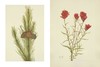 北美洲野生花卉：Mary Vaux Walcott植物水彩插画 英文原版 Wild Flowers of North America 英文原版艺术作品集画册画集 商品缩略图1