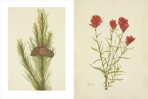 北美洲野生花卉：Mary Vaux Walcott植物水彩插画 英文原版 Wild Flowers of North America 英文原版艺术作品集画册画集 商品图1