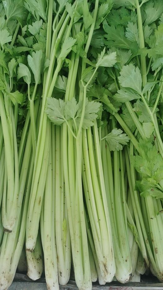 鸿翠园 有机芹菜 商品图7