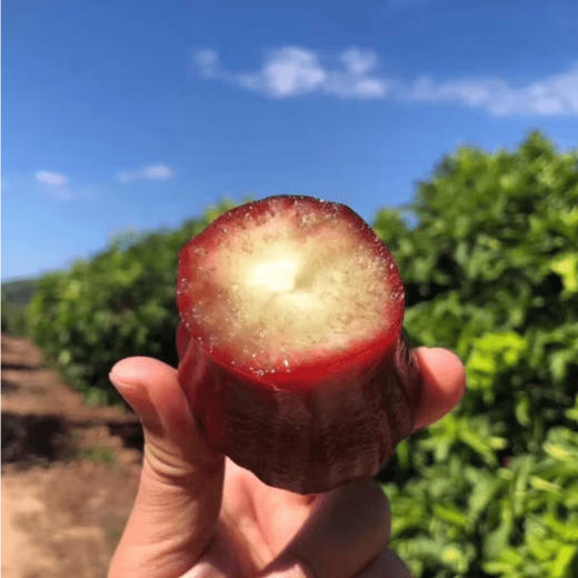 【海南广东专拍】海南黑金刚莲雾精品3斤礼盒 清香清甜 产地直发 商品图2