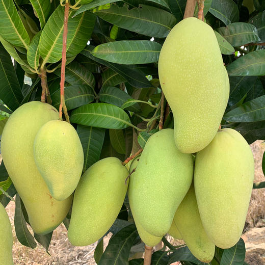 【YQ严选】广西百色 品质金煌芒 甜心芒 当季甜心芒果新鲜上市 商品图2