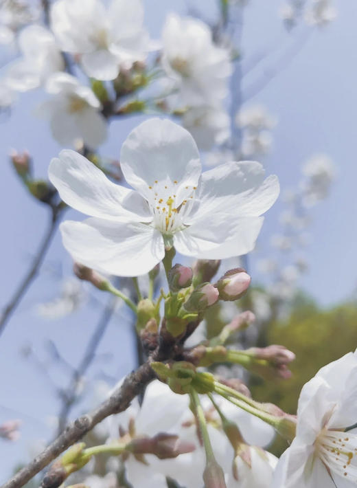 【开花特惠】 国产樱花  白色  约2-3枝/扎 商品图10