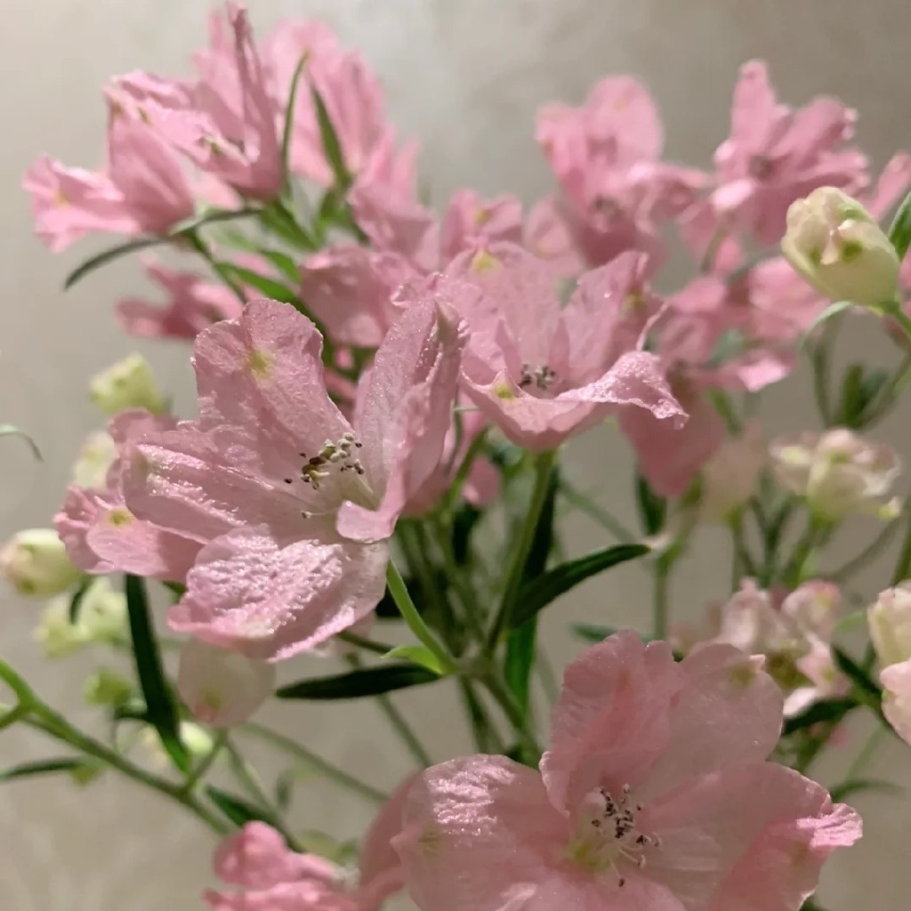 配花-本地小飞燕-浅粉