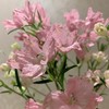 配花-本地小飞燕-浅粉 商品缩略图0