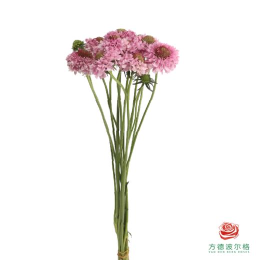 松虫草-粉色系 商品图5