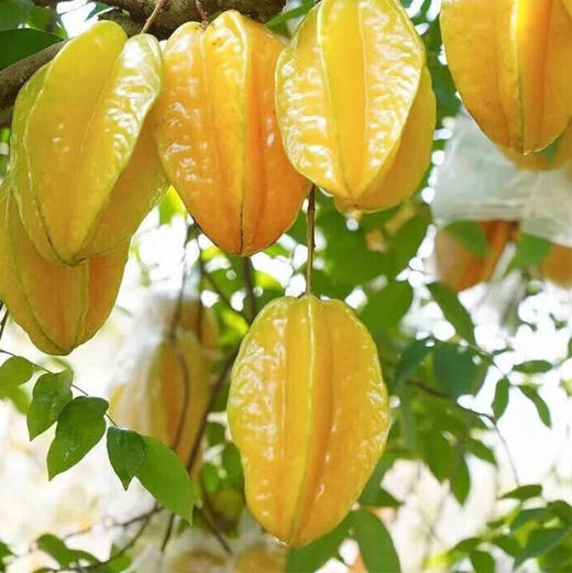 新鲜水果  红龙甜杨桃*3枚 商品图3