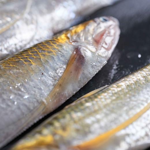 至鲜海刀鱼 250g/3条 液氮速冻  鲜中之鲜  软嫩细腻  “明前刀”骨软如绵哦~ 商品图2