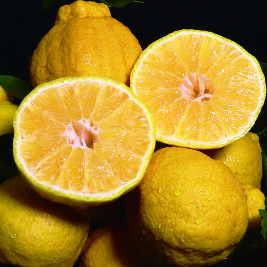 【四川好物】柠檬不知火  5斤/8斤 商品图3