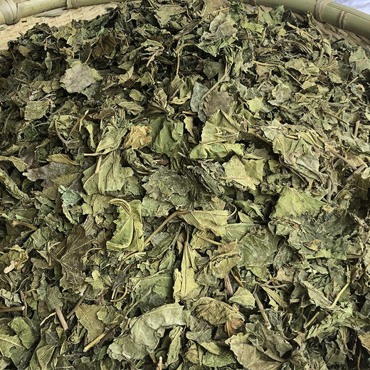 桑叶 常用规格 云南新货桑叶 商品图1