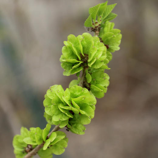 【密云】深山鲜嫩榆钱 包邮装  应季鲜食  清香微甜   吃法多样  榆钱儿 商品图3