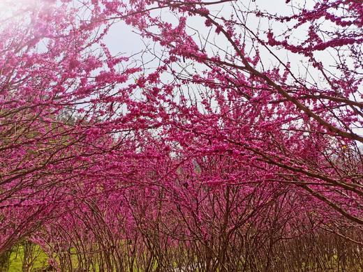 三峡九凤谷 【丛林双滑游 】 丛林滑道+高空漂流 商品图2