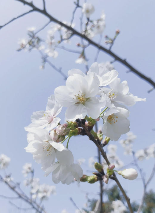 【开花特惠】 国产樱花  白色  约2-3枝/扎 商品图9