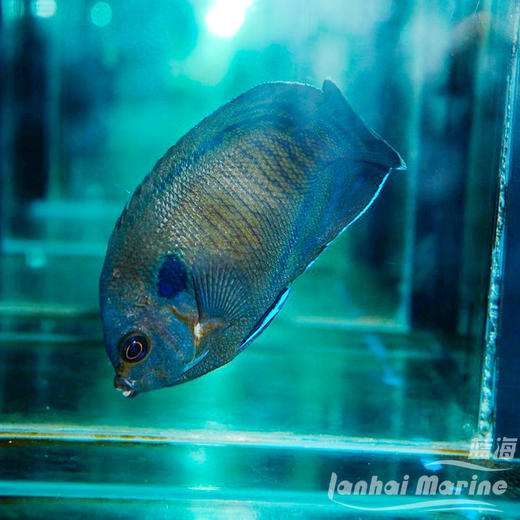 马代蓝翅仙 商品图3