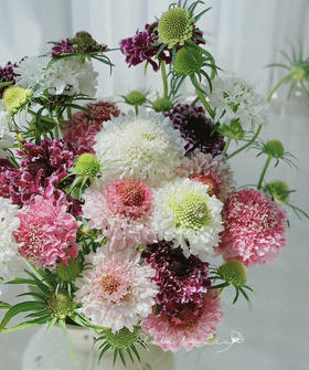 【草莓琥珀】 松虫草  多色可选