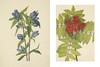 北美洲野生花卉：Mary Vaux Walcott植物水彩插画 英文原版 Wild Flowers of North America 英文原版艺术作品集画册画集 商品缩略图4